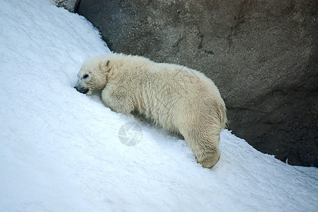 小北极熊捕食者自然保护物种哺乳动物婴儿动物园濒危鸟舍图片