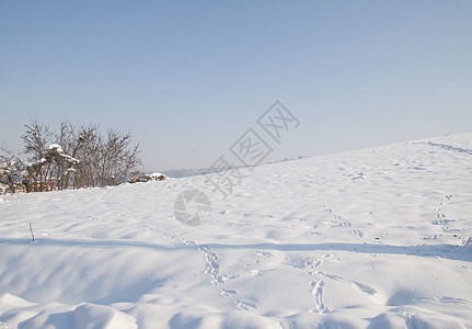 下雪景季节木头照明环境降雪气候假期森林植物群阳光图片