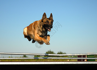跳跃麦地诺运动棕色宠物戒指犬类警觉训练动物牧羊人图片