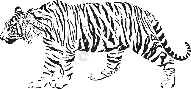 老虎 - 黑白矢量说明图片