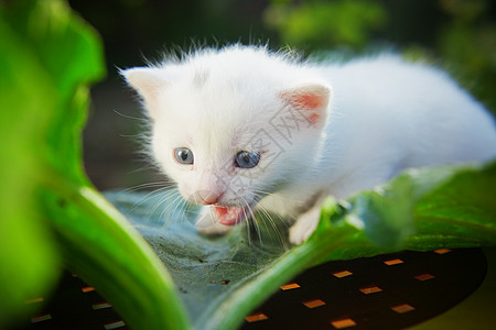 白小白猫虎斑猫咪宠物乡村花园毛皮白色小猫树叶兽医图片