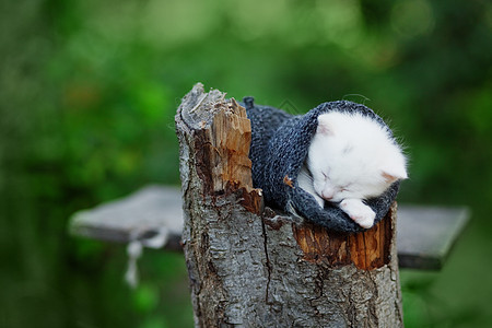 睡觉的小猫乡村树叶花园动物兽医猫咪毛皮木头虎斑宠物图片