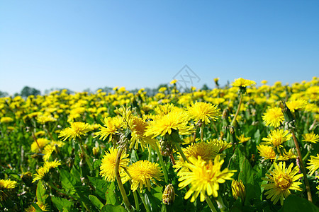 dandelion 字段宏观蓝色植物公园农场草地国家晴天植物群花园图片