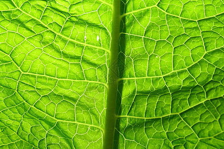 绿叶植物园艺材料宏观静脉绿色活力植物学叶子黄色图片