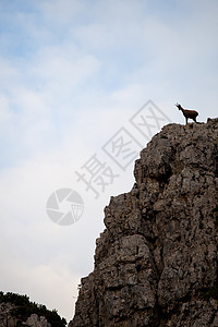 意大利山高山上的沙米山羊岩石哺乳动物游戏喇叭栖息地毛皮动物野生动物荒野图片