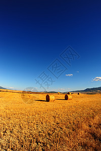 托斯卡纳景观收成植物粮食阴影农场国家干草风景地平线季节图片