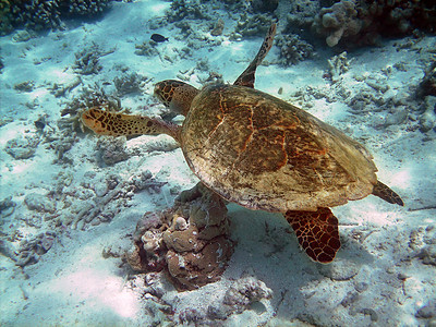 珊瑚红马尔代夫浮潜高清图片