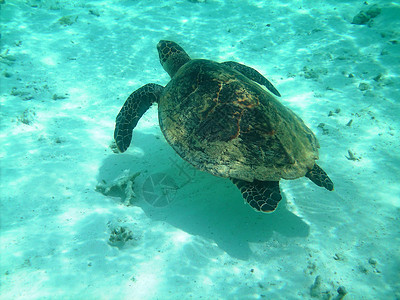 海龟和珊瑚礁屋礁蓝色游泳潜水热带海洋运动甲壳异国浮潜图片
