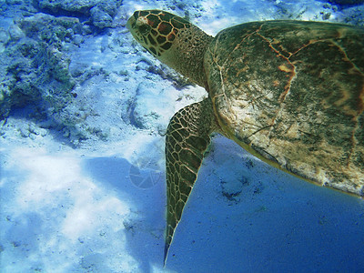 海龟和珊瑚礁运动胸甲情调潜水异国蓝色热带绿色屋礁动物学图片