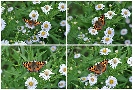 蝴蝶在焦油罐头上橙子植物牧场昆虫洋甘菊翅膀生活环境草地照片图片