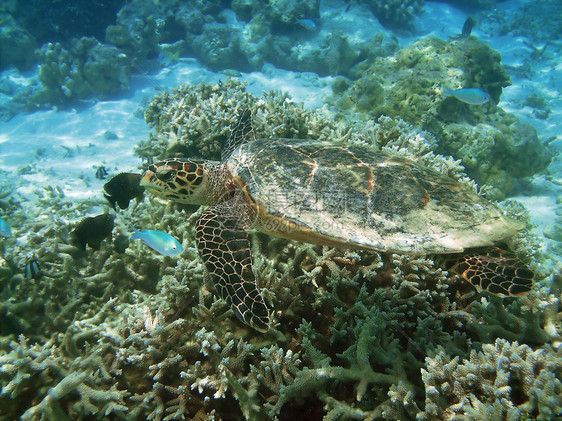 海龟和珊瑚礁浮潜热带蓝色珊瑚动物学游泳情调异国潜水甲壳图片
