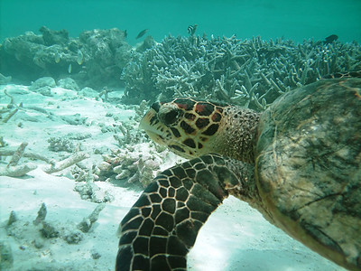 海龟和珊瑚礁甲壳异国游泳屋礁海洋绿色蓝色情调浮潜珊瑚图片