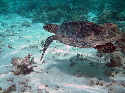 海龟和珊瑚礁海洋游泳胸甲珊瑚异国屋礁潜水蓝色情调浮潜图片
