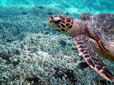 海龟和珊瑚礁动物学浮潜海洋潜水异国热带绿色屋礁游泳情调图片