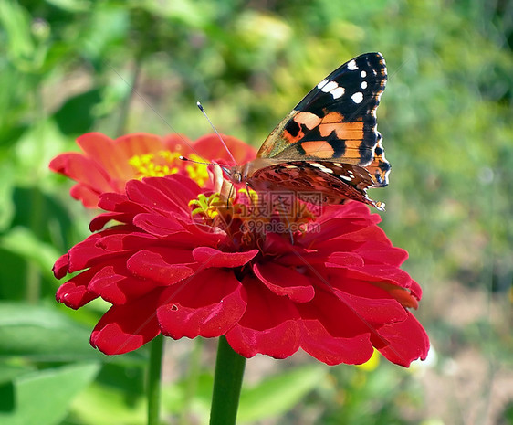 春园中的蝴蝶图片