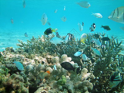 鱼类王国珊瑚彩虹运动情调假期热带肾上腺素海景海洋天蓝色图片
