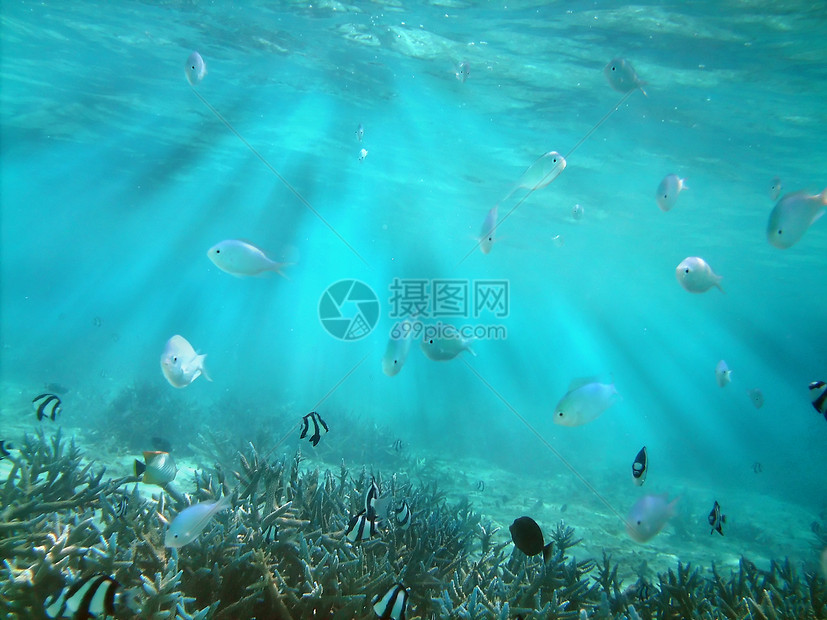 鱼类王国海景彩虹射线珊瑚热带潜水肾上腺素海洋蓝色游泳图片