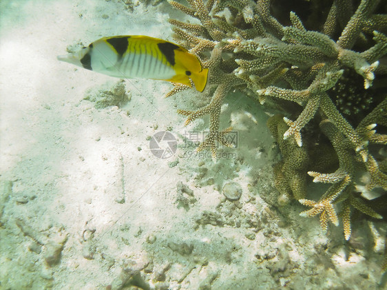 热带热带鱼类蝴蝶旅行盐水潜水旅游黑色蓝色气泡假期珊瑚图片