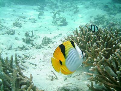 热带热带鱼类蒙面黑色情调探索黄色海洋盐水潜水珊瑚旅游图片