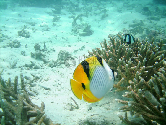 热带热带鱼类蒙面黑色情调探索黄色海洋盐水潜水珊瑚旅游图片