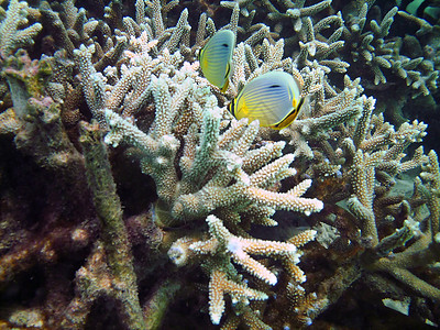 鱼类王国蓝色异国游泳海洋情调珊瑚海景彩虹天蓝色潜水员图片