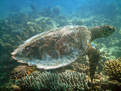 海龟和珊瑚礁情调潜水海洋屋礁珊瑚动物学浮潜热带异国胸甲图片