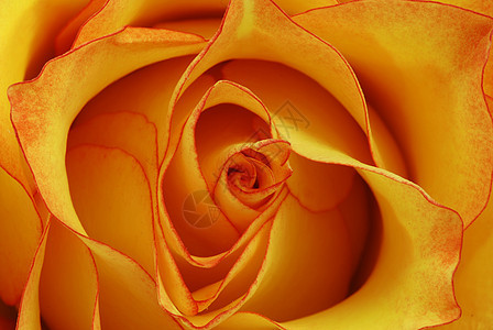 橙色玫瑰园艺宏观香水花园嫉妒花瓣植物群朋友礼物橙子图片
