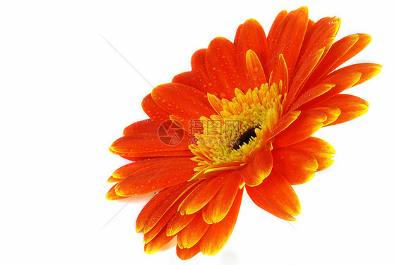 孤立的Gerbera曲线剪裁格柏活力对角线雏菊植物花瓣橙子花粉图片