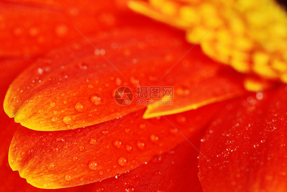 橙色热贝拉小路格柏花瓣植物曲线雌蕊花粉雏菊活力橙子图片