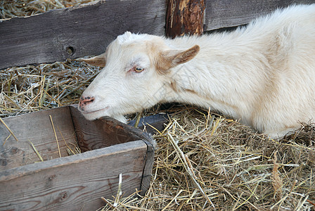 谷仓里的山羊稻草场地内存毛皮羊毛环境说谎农村荒野奶制品图片