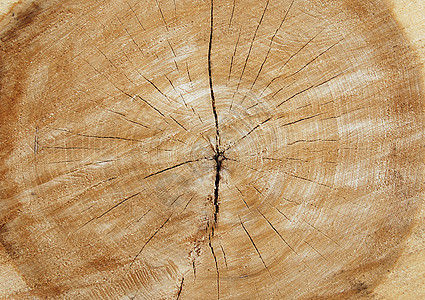 被砍掉的树同心历史日志材料圆圈戒指生活树木年度老化图片