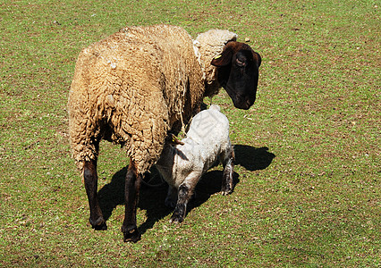 母亲和子女农场成人农业婴儿羊毛动物耳朵草地场地家庭图片