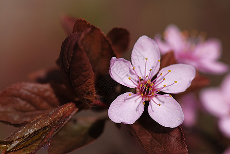 野苹果宏观风景粉色季节植物群花瓣植物淡紫色水果图片