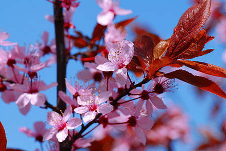 野苹果花图片