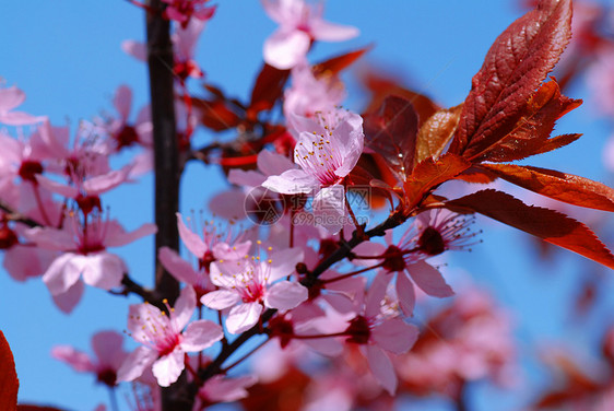 野苹果花图片