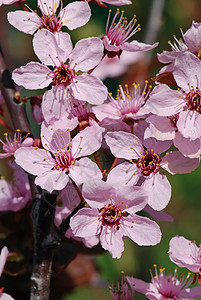 野苹果淡紫色风景粉色宏观植物群花瓣季节植物图片