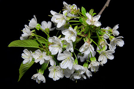 樱花开花植物群白色花瓣季节水果宏观淡紫色黑色植物风景图片