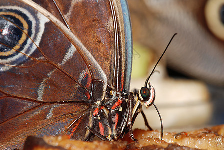 蝴蝶宏观眼睛动物航班昆虫学棕色触角翅膀丛林森林图片