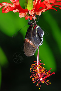 兰花上的蝴蝶荒野花朵野生动物生长百合昆虫叶子热带航班花园图片