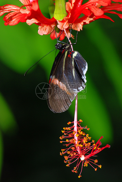 兰花上的蝴蝶荒野花朵野生动物生长百合昆虫叶子热带航班花园图片
