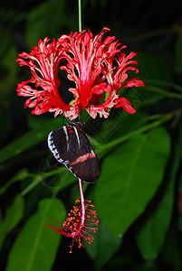 兰花上的蝴蝶生长荒野野生动物航班花朵花园香味花瓣热带昆虫图片