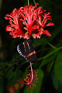 兰花上的蝴蝶昆虫航班叶子君主花瓣百合荒野宏观花朵野生动物图片