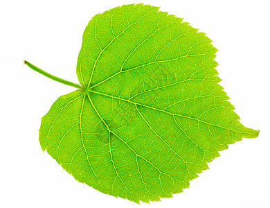 新绿绿叶椴木白色静脉背光植物绿色心形宏观植物群植物学背景图片