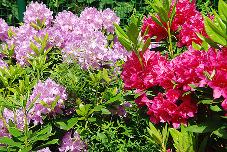 杜鹃园艺公园生长花园紫色红色花瓣植物绿色植物群图片