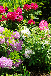 杜鹃花瓣公园生长紫色粉色植物群花园绿色园艺植物图片