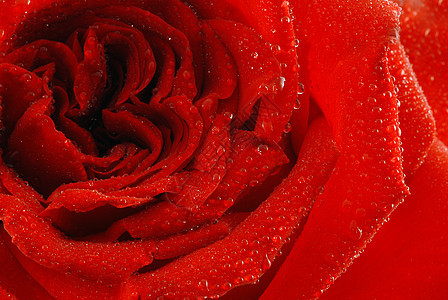 玫瑰露露礼物红色植物植物群宏观花瓣园艺香水婚礼图片