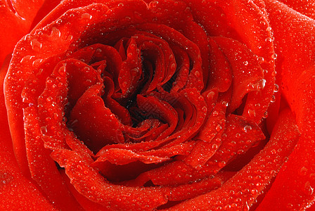 玫瑰露露香水植物群婚礼植物宏观园艺红色礼物花瓣图片