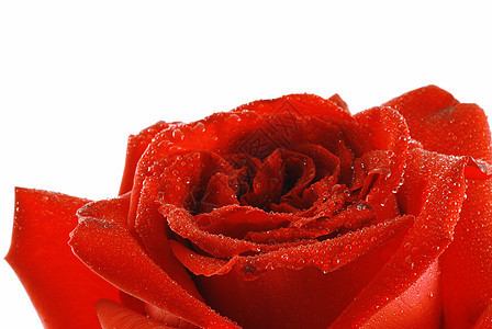 玫瑰露露红色婚礼香水植物宏观园艺礼物植物群花瓣图片