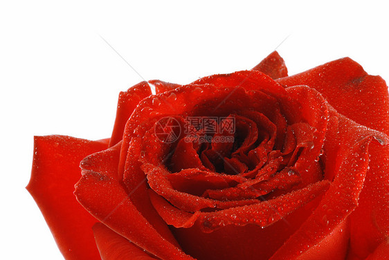 玫瑰露露香水花瓣婚礼宏观植物红色园艺植物群礼物图片