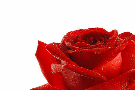 红玫瑰露露植物花瓣宏观礼物园艺植物群香水生长花园朋友图片